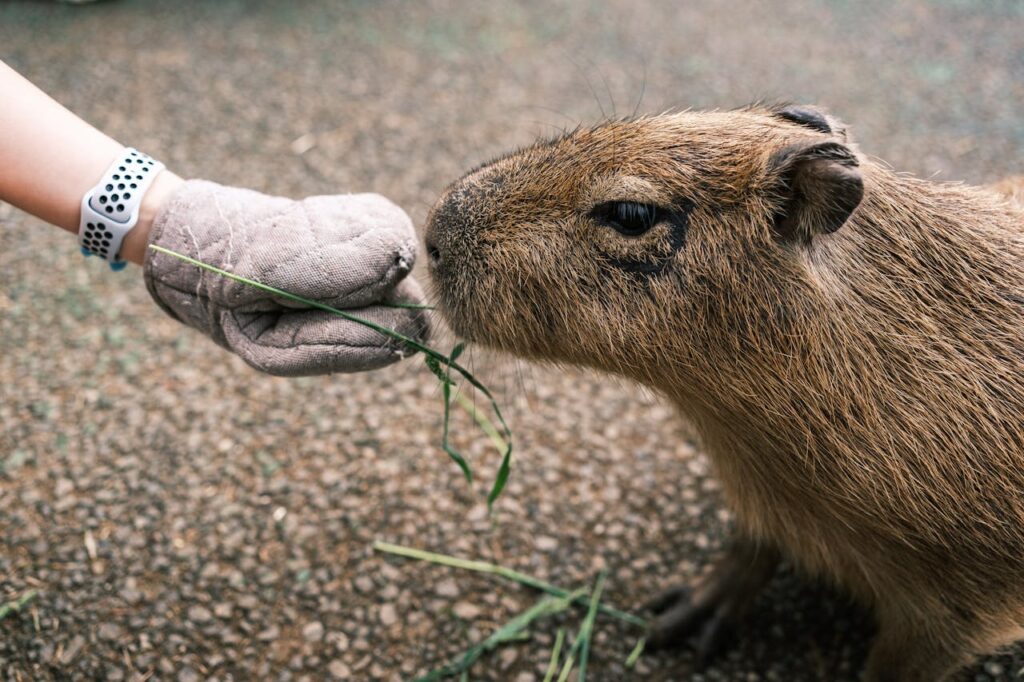 Capibara’s mag je niet meer houden als huisdier in Nederland