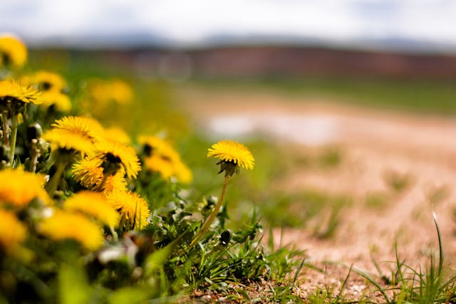 Wrijf de paardenbloem over de plek waar de brandnetel de huid heeft geraakt.