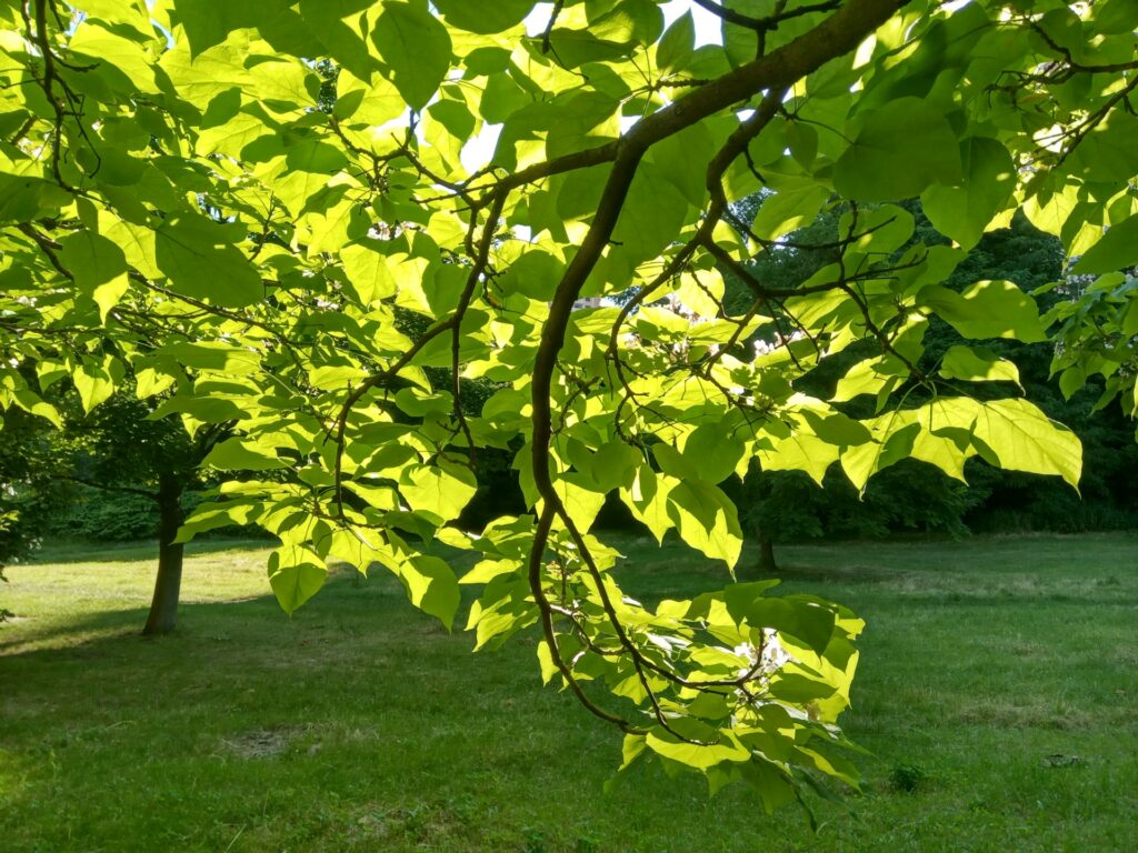 Catalpa snoeien wanneer, hoe en handige tips