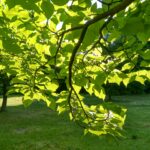 Catalpa snoeien wanneer, hoe en handige tips