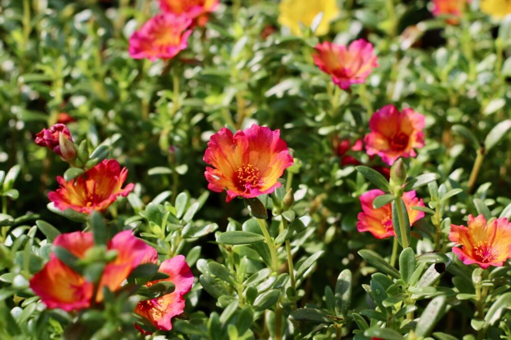 Is Portulaca winterhard Alles over het overwinteren van deze kleurrijke vetplant