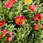 Is Portulaca winterhard Alles over het overwinteren van deze kleurrijke vetplant
